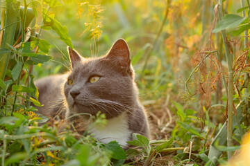 Domestic cat lies in the tall grass in the garden hiding in the shade, sleeping cat