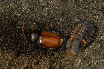 Beetle worm. chrysalis of rhinoceros. Japanese rhinoceros beetle. Allomyrina dichotomous septentrionalis.