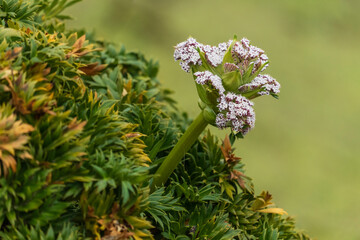 Southern royal albatross (Diomedea epomophora)