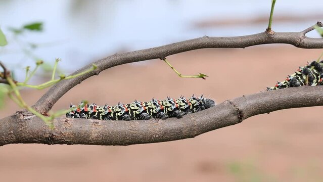 Mopani caterpillar on branch