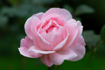 Pink rose in soft color, Made with blur style for background