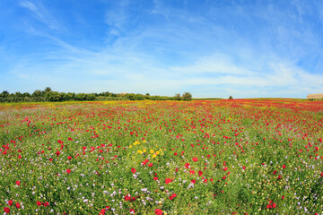 First bloom of red anemones