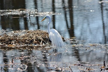 Egret