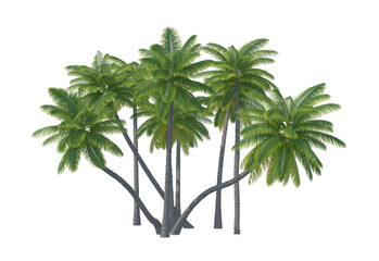 Obraz premium Palm tree set isolated transparent background 