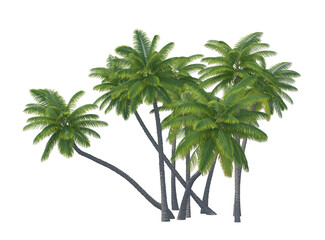 Palm tree set isolated transparent background
