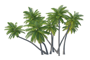 Palm tree set isolated transparent background
