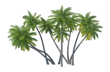 Palm tree set isolated transparent background
