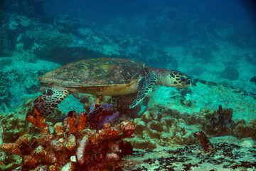Fototapeta na wymiar Hawksbill Turtle - Karettschildkröte