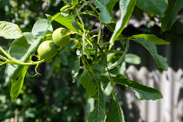 Fototapeta premium Young walnuts on the tree. Tree of walnuts. Green leaves background