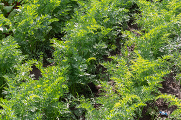 Young green leaves of growing carrot in vegetable garden.