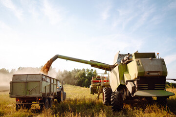 Fototapeta premium Combine harvester harvests grain in the field. Agriculture, gardening or ecology concept.
