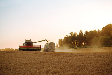 Fototapeta premium Combine harvester harvests grain in the field. Agriculture, gardening or ecology concept.