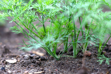 Young dill on a garden bed . Green juicy and tender dill. Macro.