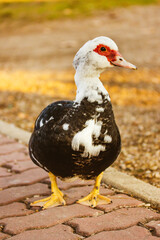 Cute black and white duck with red beak walking in city park, garden at sunny day on poultry, livestock, farming yard. Large musk duck on a walk. Feather animal, birds outdoors. Copy space for text.