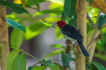 Red-capped cardinal in the Amazon rainforest	
