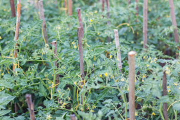 Growing tomatoes outdoors. Tomatoes are tied to sticks. Agriculture. Home harvest.