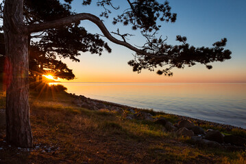 Ein Ast einer Kiefer ragt über das Meer mit der Sonne bei Sonnenaufgang am Ufer der Ostsee auf der...
