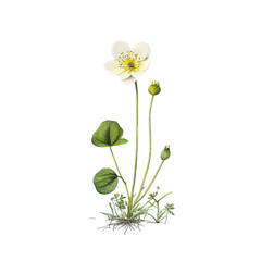 Yellow Buttercup Flower illustration, Isolated, Transparent background, PNG, generative ai