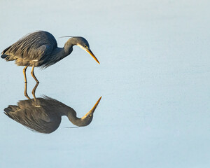 A reflection shot of tricolor heron