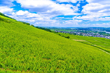Vineyard in Ruedesheim am Rhein, Rudesheim, Rheingau-Taunus-Kreis, Darmstadt, Hessen, Germany