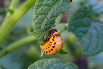Colorado beetle. Young Colorado beetle sit on a potato leaf. Close-up