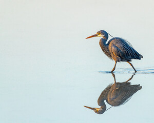 A tricolor Heron walking in a lake