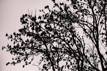 Leafless trees against the cloudy sky. Black and white tone