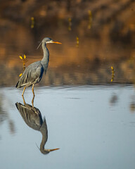 A tricolor heron in alert position in lake