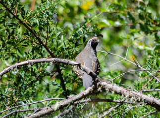 red billed hornbill