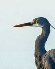A tricolor heron in a watch
