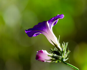 purple iris flower