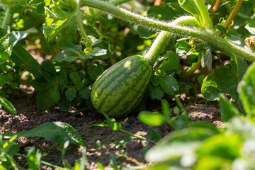 A small watermelon grows in a garden bed in the garden. Ecological product.