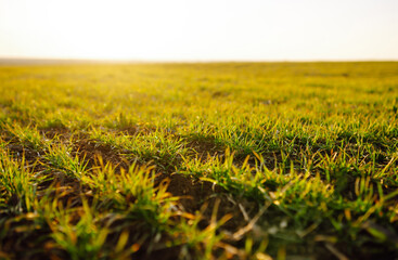 Green wheat growing in soil. Agriculture, gardening or ecology concept.