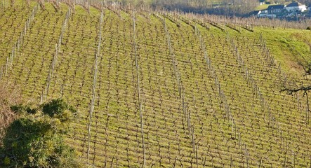 Le vignoble du Saillant (Corrèze)