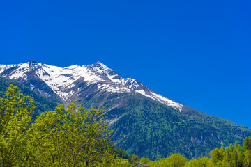 Alp mountains with forest and fields, Fiesch, Goms, Wallis, Valais Switzerland