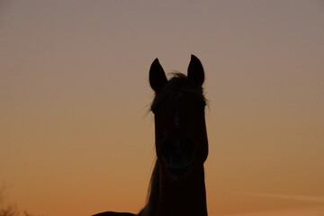 Portrait Silhouette eines Pferdes im Sonnenuntergang