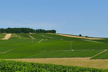 Le vignoble  produisant le Chablis en Bourgogne