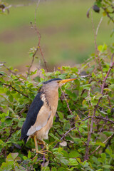 big water bird in the tree, Little Bittern, Ixobrychus minutus
