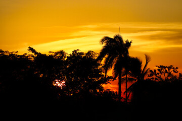 Fototapeta na wymiar palm tree sunset