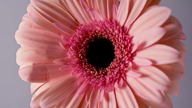Pink Gerbera daisy flower head closeup, pink floral background