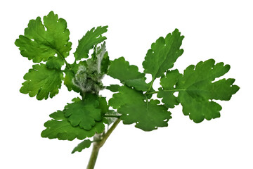 Young stem of greater celandine with green leaves and buds, isolated on white or transparent background. Raster clipart of the medicinal plant Chelidonium majus for herbalism