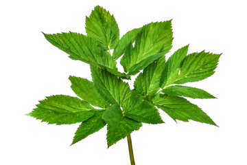 Single young stem with leaves of the Aegopodium podagraria or Angelica archangelica, isolated on white or transparent background. Raster clipart of the medicinal plant that useful in cooking © ioanna_alexa
