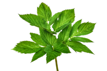 Single young stem with leaves of the Aegopodium podagraria or Angelica archangelica, isolated on white or transparent background. Raster clipart of the medicinal plant that useful in cooking