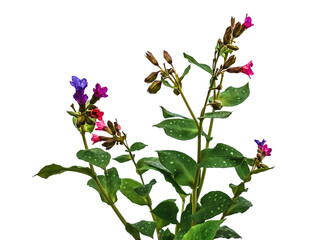 Bush of wild lungwort with pink and blue flowers, isolated on white or transparent background. Raster clipart of the Pulmonaria obscura or Pulmonaria mollis