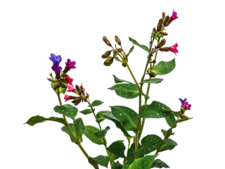 Bush of wild lungwort with pink and blue flowers, isolated on white or transparent background. Raster clipart of the Pulmonaria obscura or Pulmonaria mollis