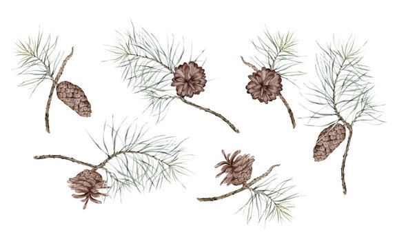 isolated watercolor pine branches and cones on white background, can be used for design of New Year greeting cards, napkins, paper, book illustration and other