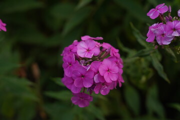 Purple flame flowers of phlox close up.
