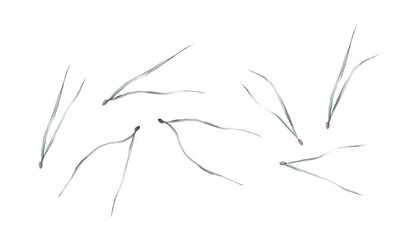 Fototapeta na wymiar Watercolor image of green pine needles on white background.