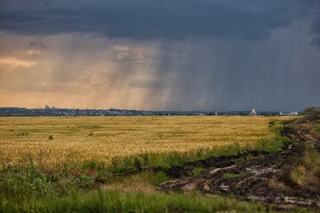 Fototapeta na wymiar Thunderstorm over a yellow wheat field, a dirty rural road and streaks of rain on the horizon