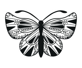 Monochrome illustration of butterflie in sketch style. Hand drawings in art ink style. Black and white graphics.